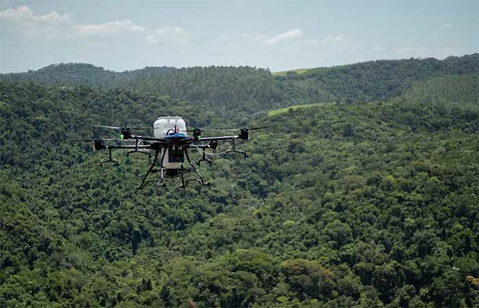 Como o calor impactará as árvores? Morfo busca respostas e quer plantar hoje florestas preparadas para o futuro