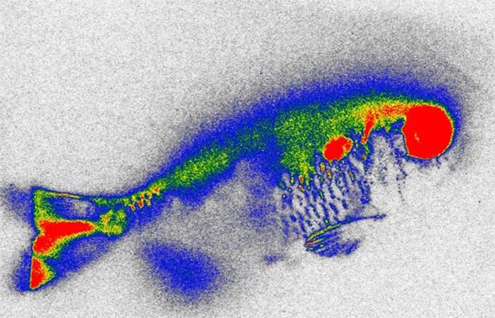 Planta aquática reduz antibióticos na água e danos genéticos em peixes