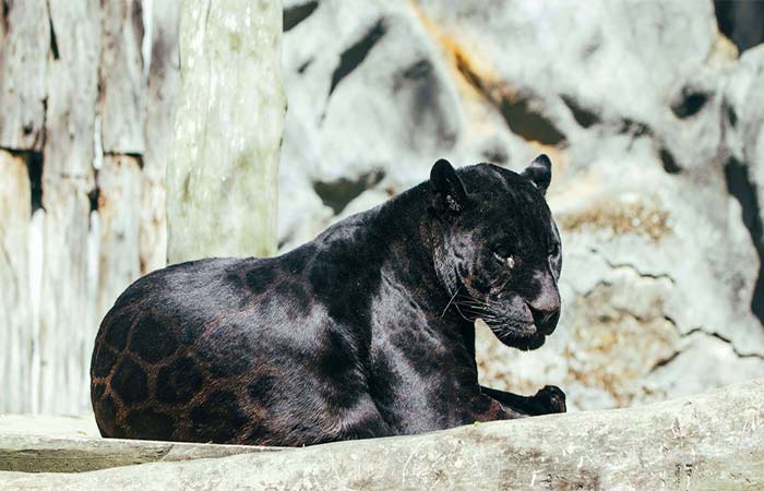 Animais com pelagem preta sofrem mais no calor?