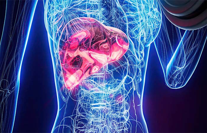 Em estudo inédito, terapia com células CAR-T reduz fibrose hepática em camundongos