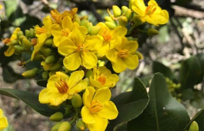 Mudanças climáticas encurtam o período de floração e frutificação de espécies do Cerrado