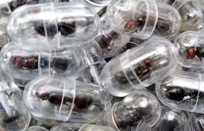 Uma formiga por mais de R$ 1 mil: a nova fronteira do tráfico de vida selvagem