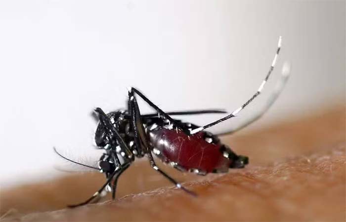 Como os mosquitos escolhem seu alvo? Usando cobaia humana, cientistas descobrem trajetória do inseto