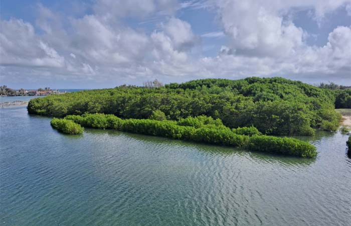 Pesquisadores criam índice para avaliar saúde do solo em manguezais