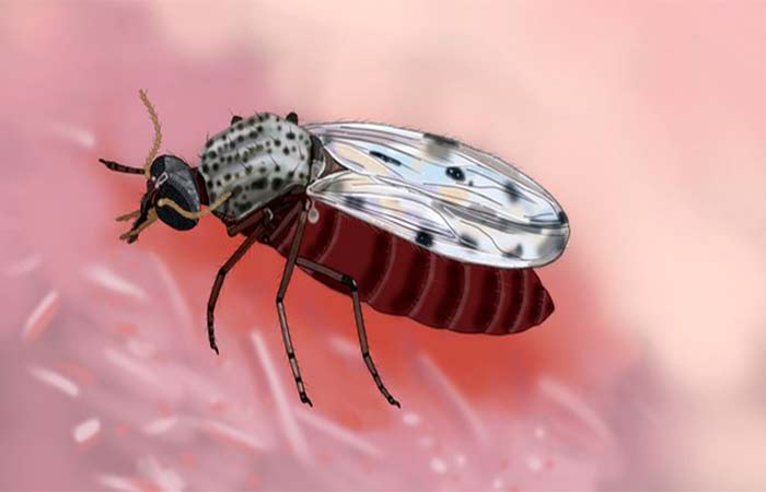 Vírus oropouche pode ter causado até 200 vezes mais infecções que casos registrados