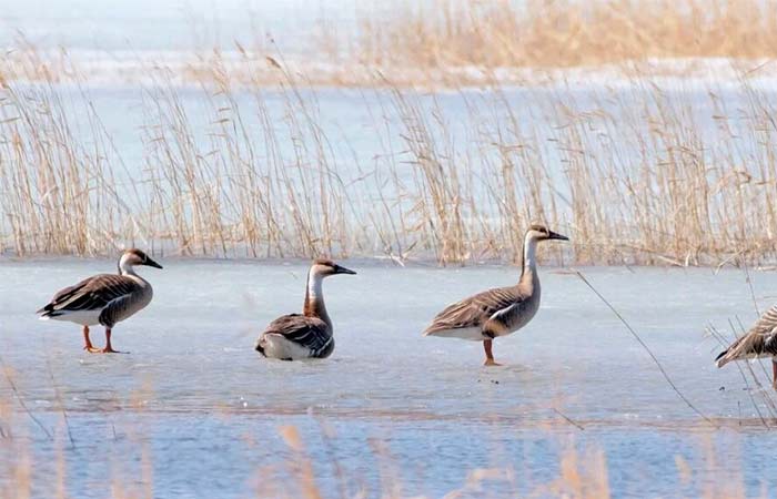 49% das espécies migratórias monitoradas estão em declínio