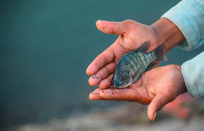 Extinção ameaça quase totalidade de peixes migratórios de água doce no mundo, aponta relatório global