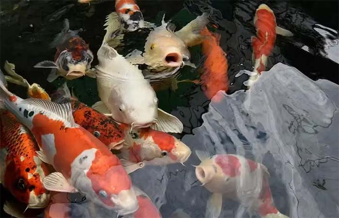 Pesquisadores criam IA capaz de antecipar risco de extinção de mais de 10 mil espécies de peixes