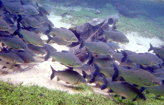 Técnica de irradiação elimina resíduos de antidepressivo que contamina vida aquática