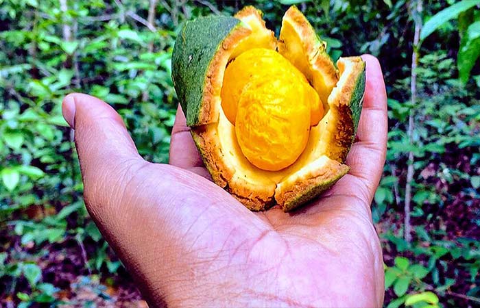 Tecnologia transforma óleo de pequi em eficiente cosmético hidratante