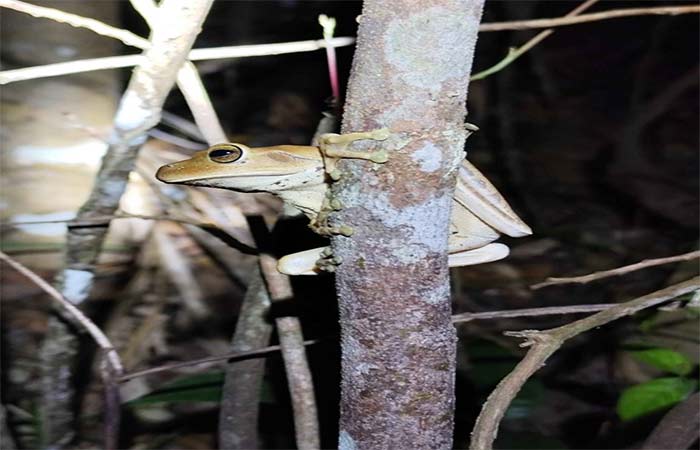 Anuros oferecem benefícios para o meio-ambiente
