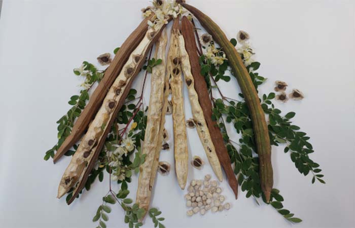 Semente de planta comum no Brasil mostra potencial para remoção de microplásticos da água