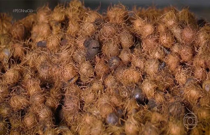 Faturamento de R$ 230 mil: como produtor superou a falência ao transformar caroço de açaí em negócio