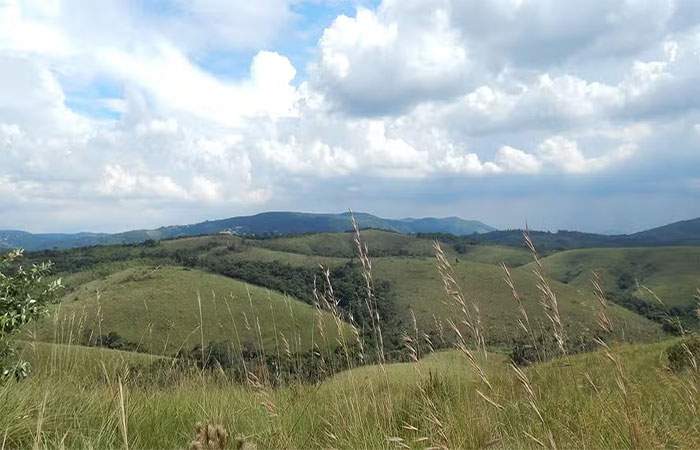 Campos naturais brasileiros resistem às adversidades e abrigam plantas centenárias