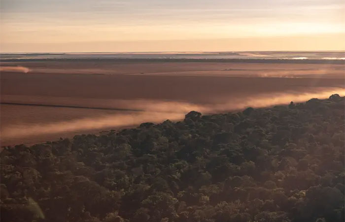 Incêndios, secas e tempestades de vento tornam vegetação da Amazônia menos diversa