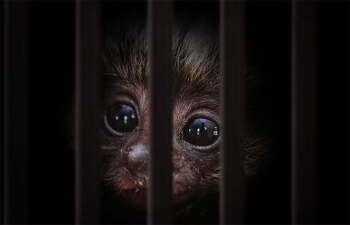 Comércio de animais silvestres amplia risco de novas doenças em humanos