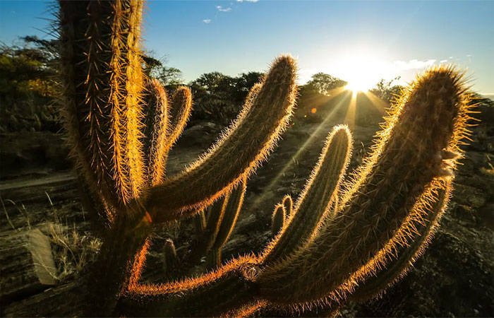 Destruição da Caatinga pode desertificar o país, alerta ministro