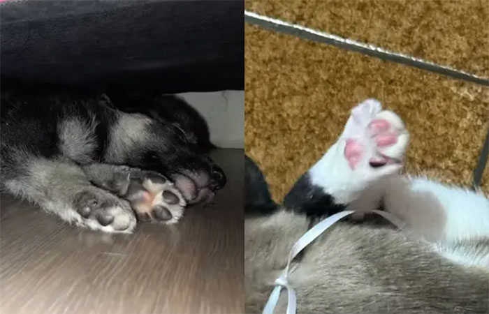 Calor, piso e unhas: os perigos que podem machucar as patas dos animais domésticos