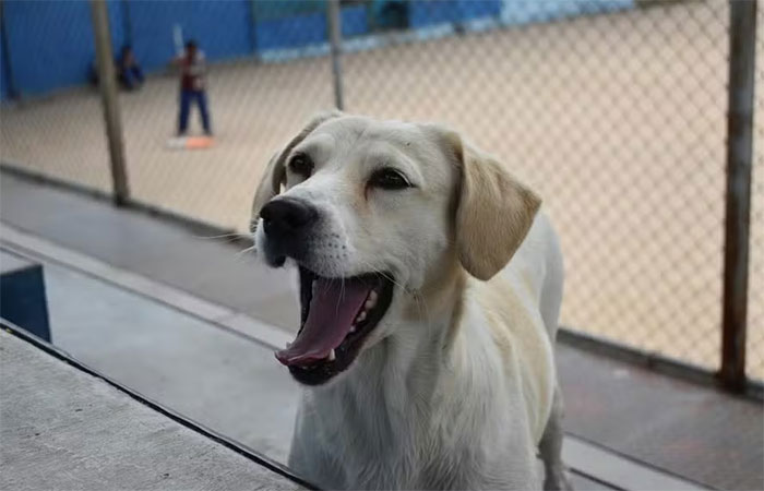 5 fatos incríveis sobre cachorros, segundo a ciência