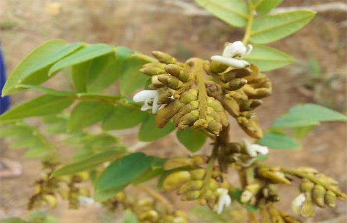 Nova espécie descoberta na Caatinga ganha nome de arqueóloga brasileira