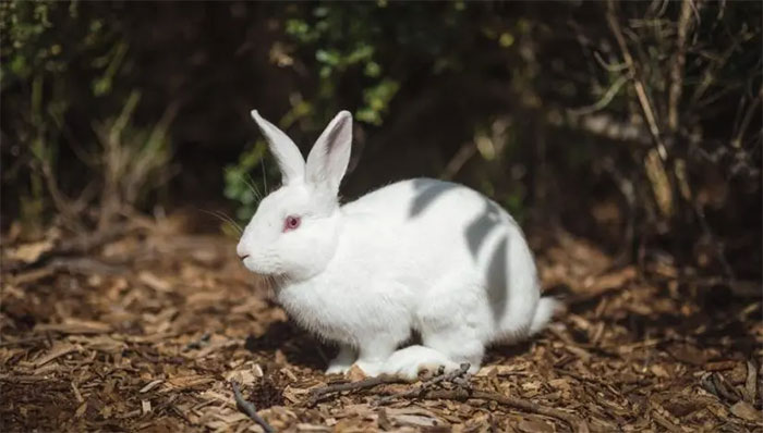40% dos coelhos são abandonados após a Páscoa, alerta CRMV-PB