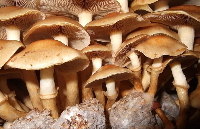 Cogumelo remove até 98,4% dos microplásticos da água