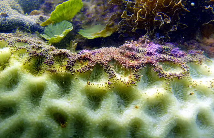 Branqueamento de corais avança no Brasil, ameaça espécies e revela faceta cruel da crise climática nos oceanos