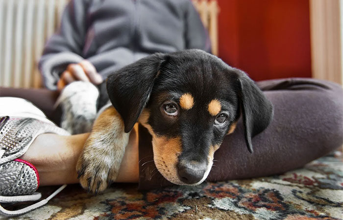Cachorros e humanos: uma convivência que existe há muito mais tempo do que imaginávamos