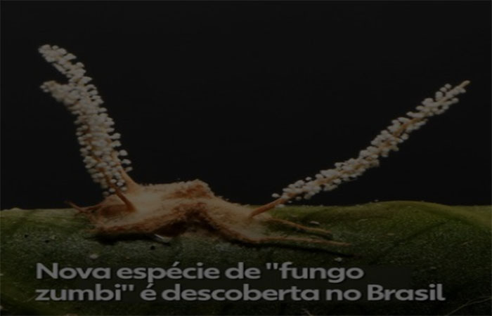 Nova espécie de ‘fungo zumbi’ é descoberta no Brasil