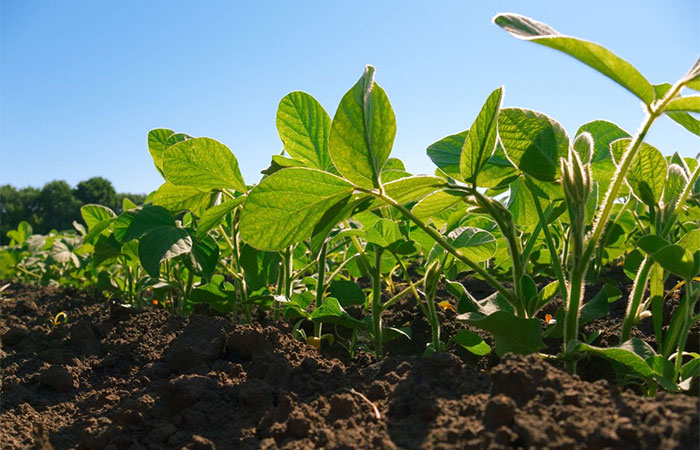 Amazônia produz chuva que vale mais de R$ 100 bilhões por ano para o agronegócio brasileiro