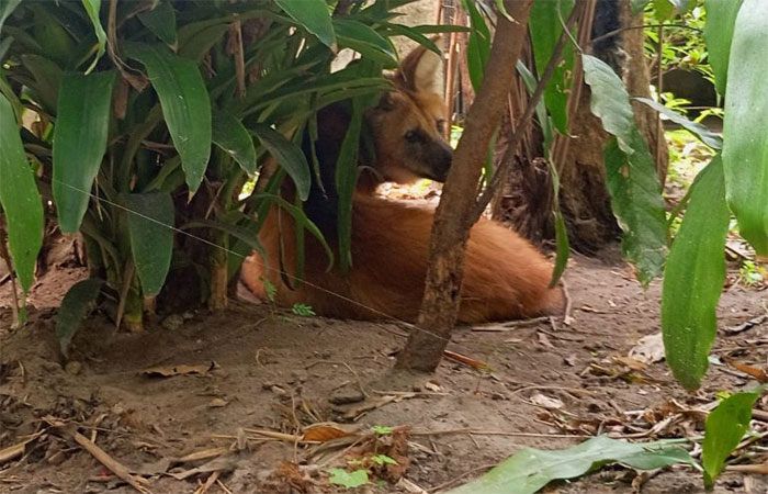 Parque Arruda Câmara recebe lobo-guará fêmea através de parceria com Cetas de Goiás