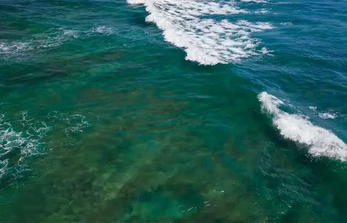 Falta de coordenação entre Brasil, Argentina e Uruguai ameaça biodiversidade marinha diante das mudanças climáticas