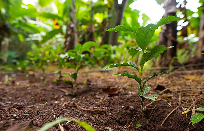 A soberania é decidir o que você coloca no prato