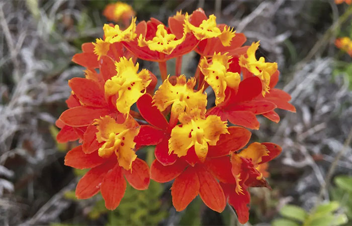 Genética da orquídea-da-praia favorece tolerância a mudanças climáticas