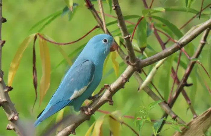 Alteração genética rara em ave silvestre é registrada no Tocantins