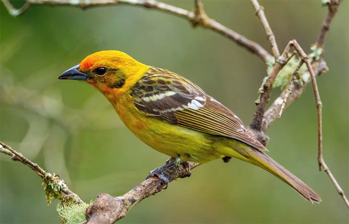 Aves no Peru ajustam sua reprodução devido aos efeitos das mudanças climáticas