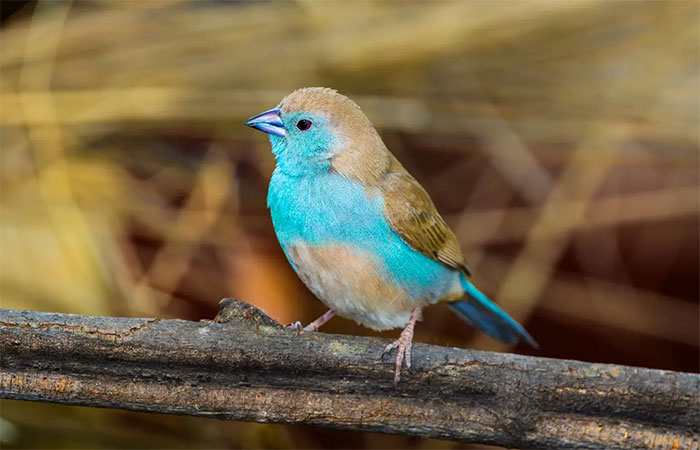 Umidade e calor são fatais para aves tropicais: estudos sobre bicos-de-cera e calaus destacam os perigos
