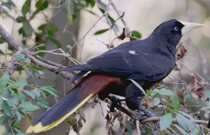 Calor extremo reduziu em até um terço populações de aves em regiões tropicais, diz pesquisa