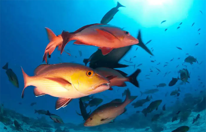 Lista de peixes e invertebrados ameaçados de extinção é atualizada