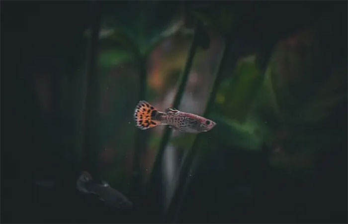 Antidepressivo excretado nas fezes prejudica nado de peixes machos