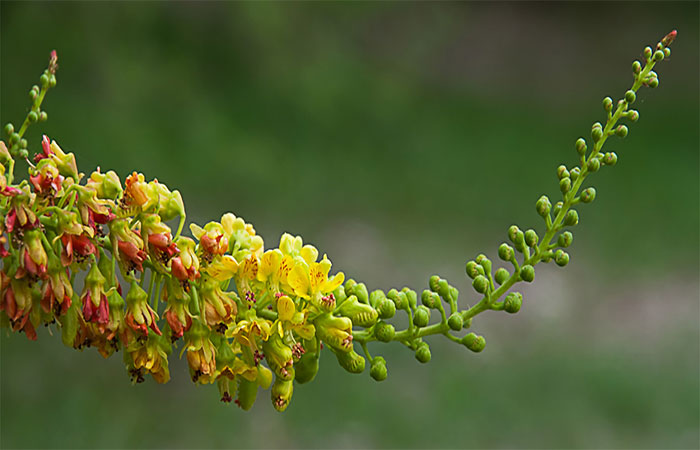 Composto natural testado em cabelos melhora hidratação e forma camada de proteção nos fios