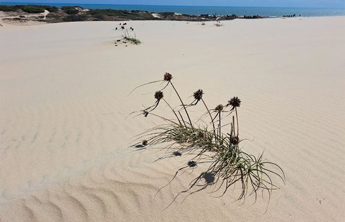 Os guardiões das dunas de uma Fortaleza tricentenária