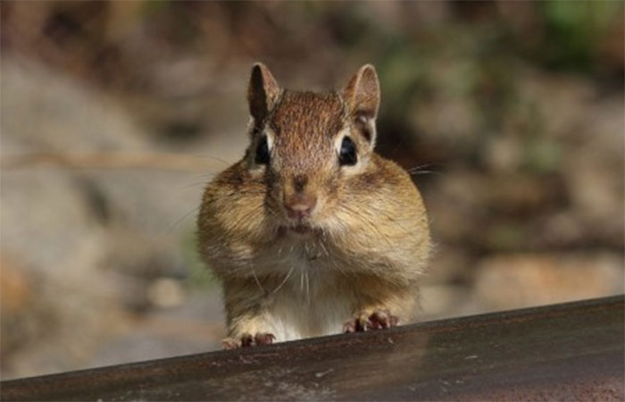 Países tropicais lideram descoberta de mamíferos, mas estudos do Norte Global ainda são mais robustos
