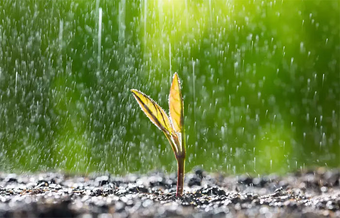 Sementes conseguem ‘ouvir’ o som da chuva e barulho acelera germinação, revela novo estudo do MIT