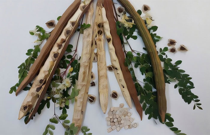 Pesquisadores brasileiros testam semente de planta para remover microplásticos da água