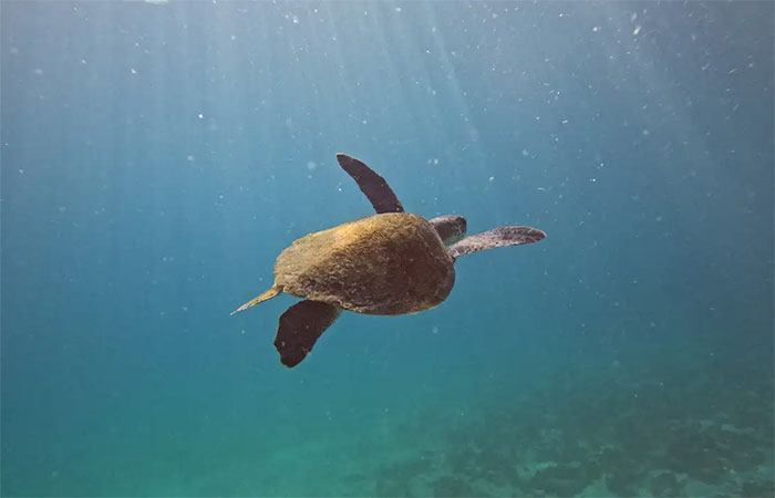 Pesquisa quer descobrir de onde vêm tartarugas que vivem em Arraial