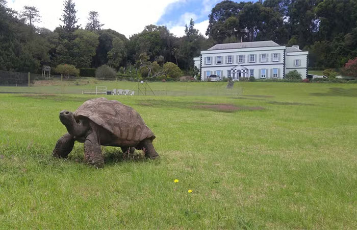 Publicação falsa anuncia morte do animal mais velho do mundo; tartaruga segue viva