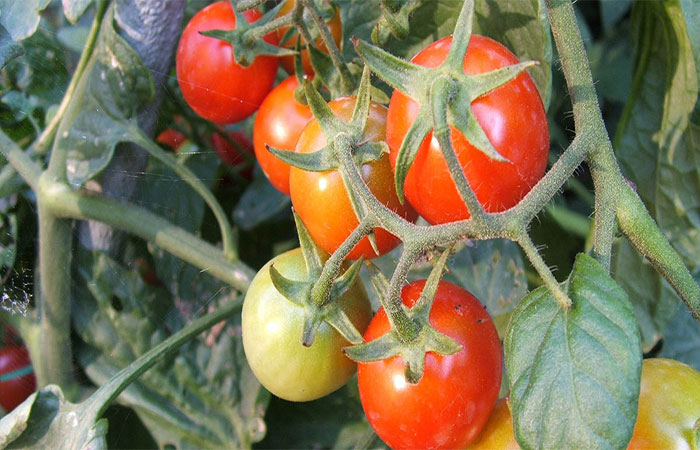 Ajustar iluminação de plantas em cultivos pode fortalecer camada protetora de frutos