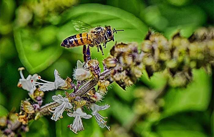 Minhocas e insetos ajudam a manter jardins saudáveis