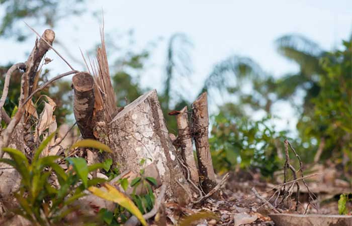 Desmatamento pode transformar a Amazônia em savana, mostra estudo